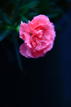 カーネーション