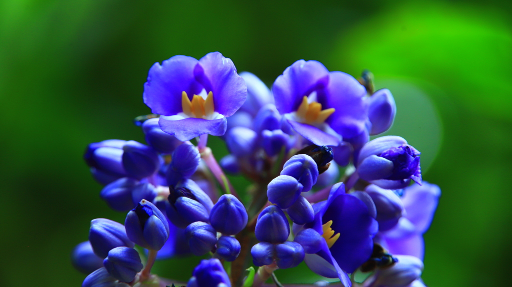 ブルージンジャー