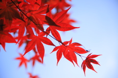 紅葉
