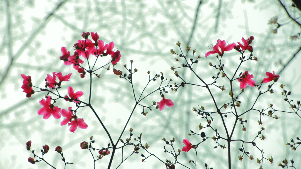 トウヤマツツジ