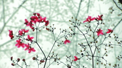 トウヤマツツジ