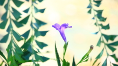 柳葉ルイラ草