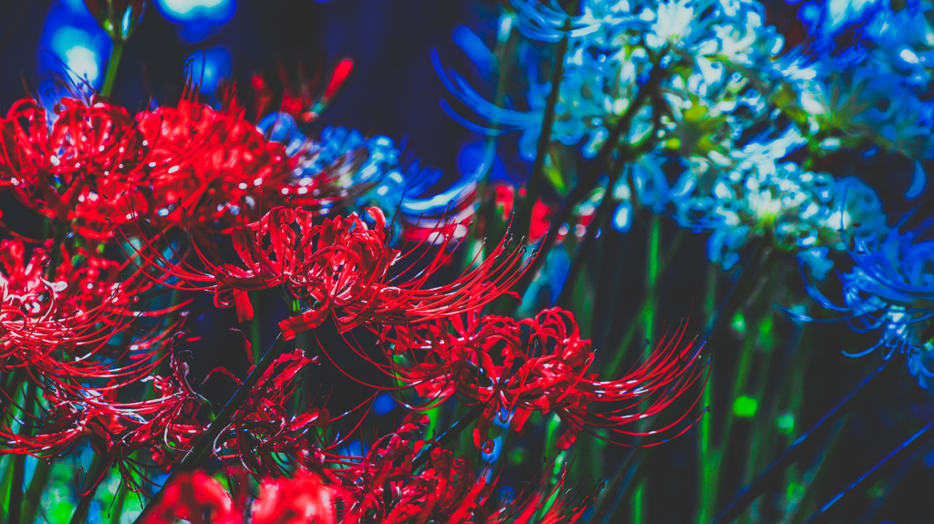 曼珠沙華