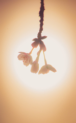 桜
