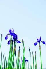 菖蒲