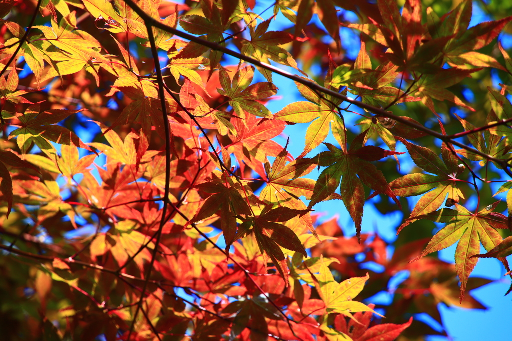 紅葉