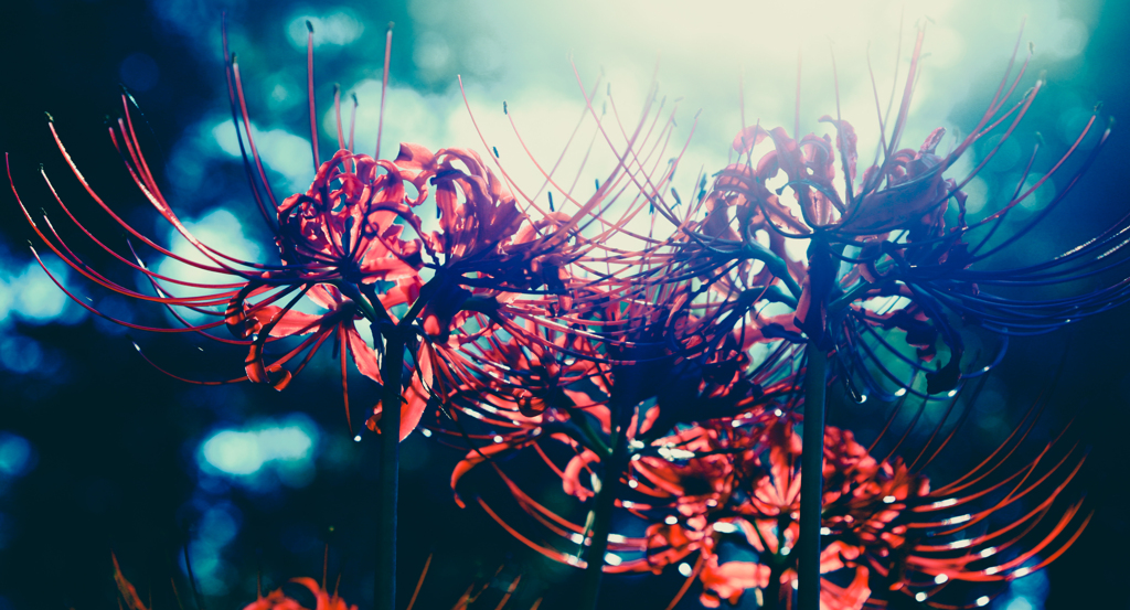 曼珠沙華