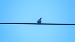 雉鳩