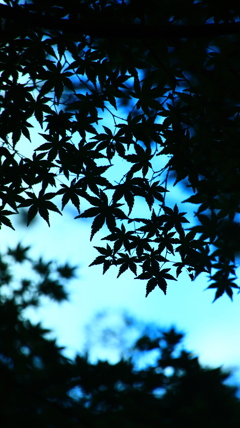 紅葉