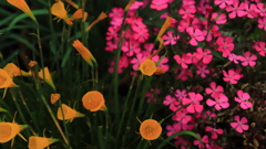 ペチコートスイセンとピンクパンサー