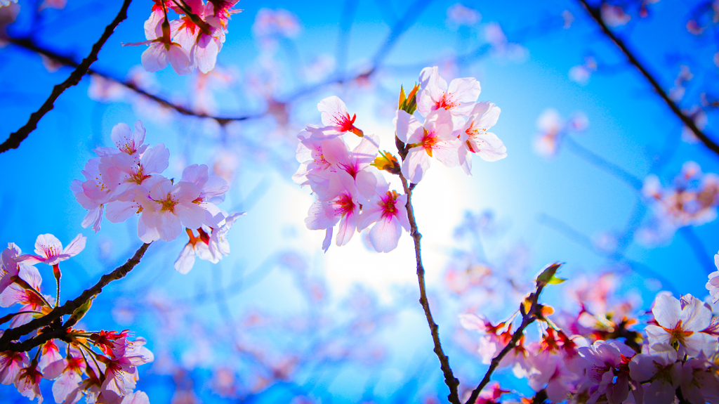 桜