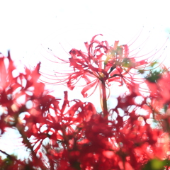 曼珠沙華
