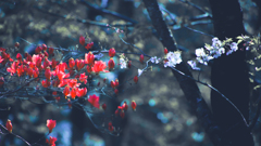 雄躑躅と桜