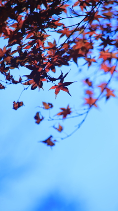 紅葉