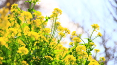 菜の花