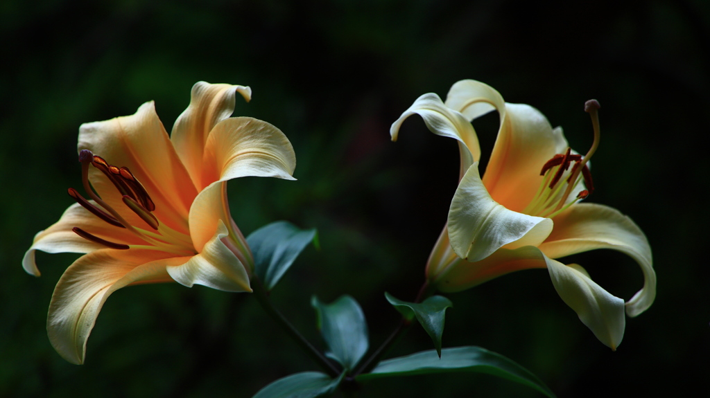 百合