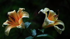 百合