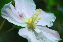 サキシマフヨウ