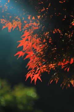 紅葉