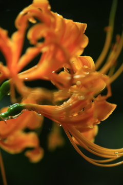 ショウキズイセン