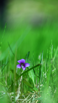 菫