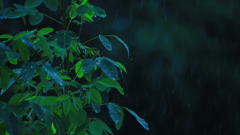 雨