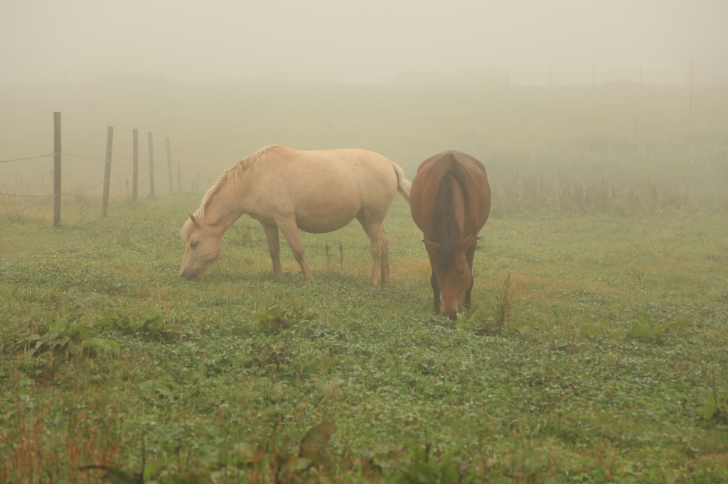 The world where is filled with the fog　5
