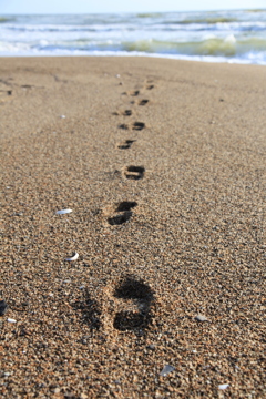 Summer footprint