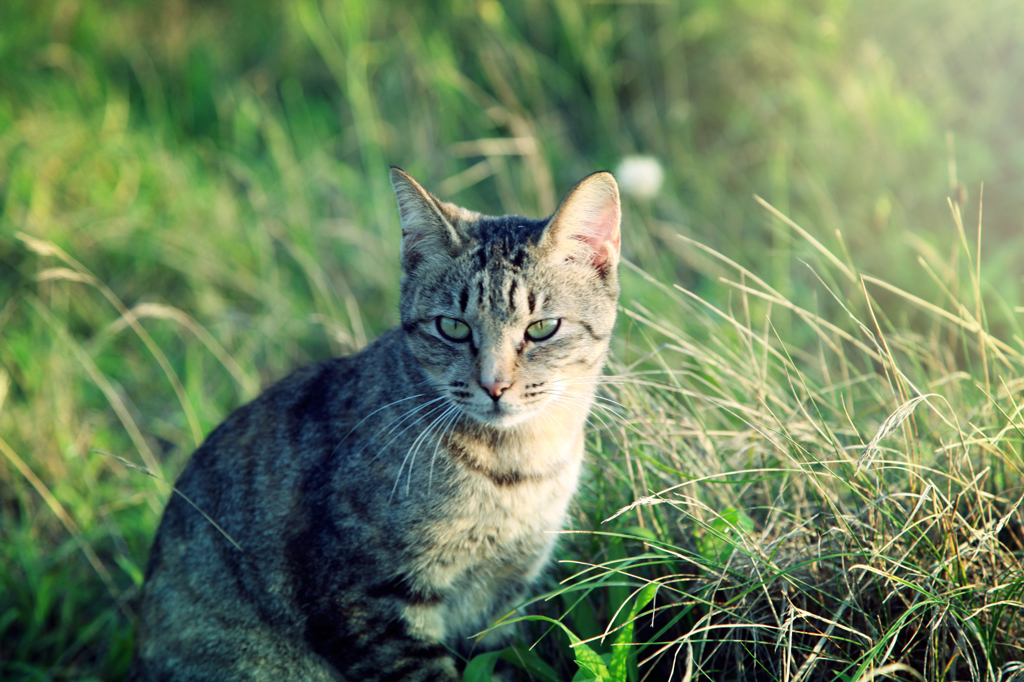 Small lion　III