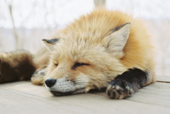 ＦＯＸ