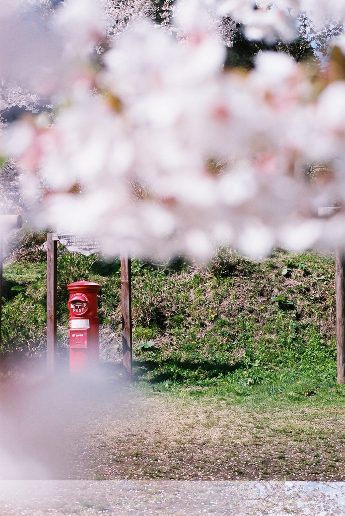 桜の日