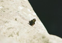 飛び立つ