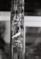 木の葉