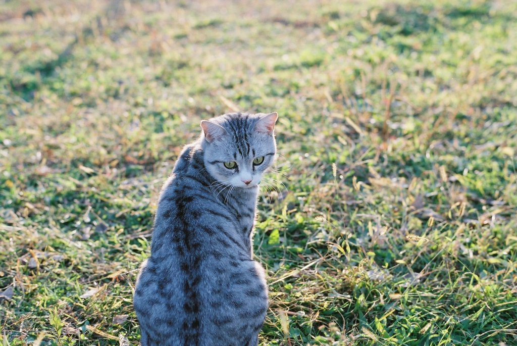 cat