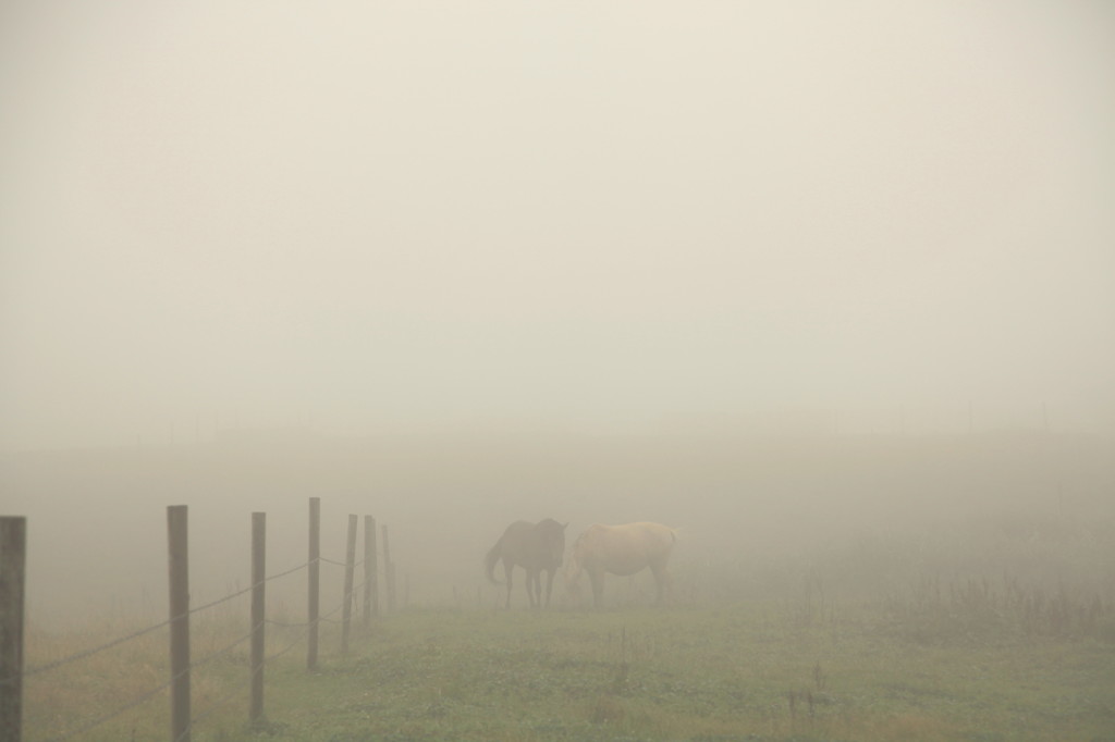 The world where is filled with the fog　６