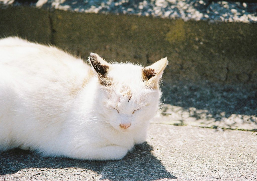 うたたね