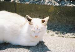 うたたね