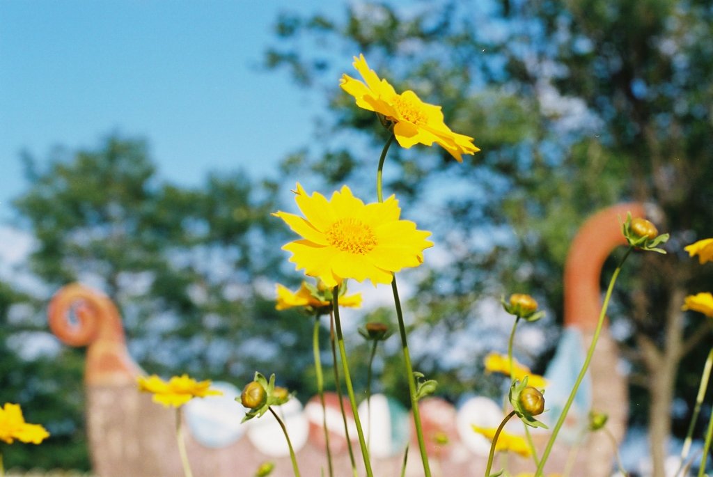 A flower and ship