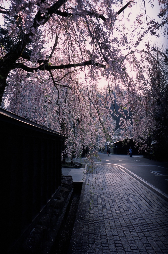 午前五時の桜