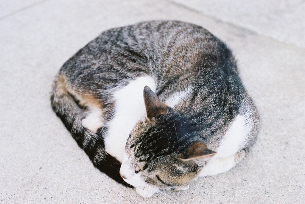 ｚｚｚｚ…
