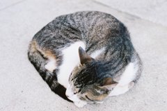 ｚｚｚｚ…