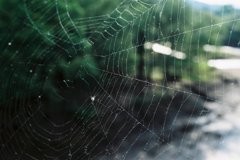 Cobweb