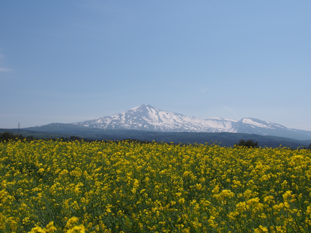 鳥海山　と　菜の花