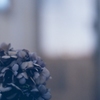 紫陽花