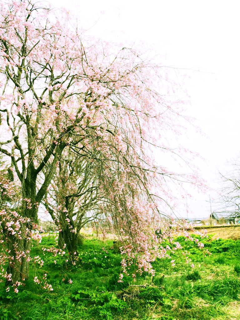 桜