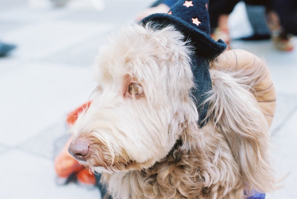 The dog which participates in Halloween