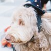 The dog which participates in Halloween