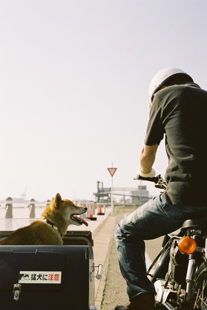 サイドカーに犬