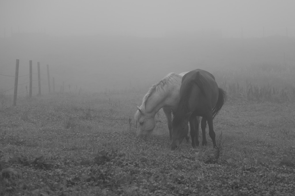 The world where is filled with the fog