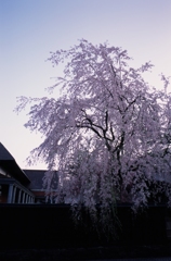 桜　の　頃